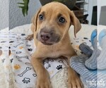 Small Dachshund Mix