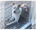 Small #8 Boxer-Brittany Mix