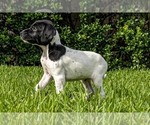 Small Photo #11 German Shorthaired Pointer Puppy For Sale in MESQUITE, TX, USA