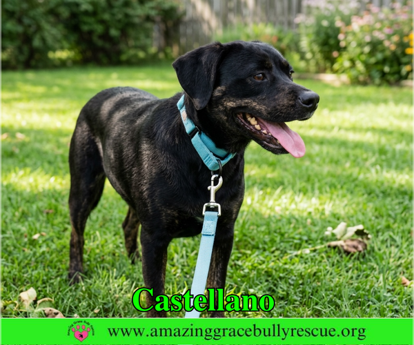 Medium Photo #5 Rottweiler-American Pit Bull Terrier Puppy For Sale in Milton, FL, USA