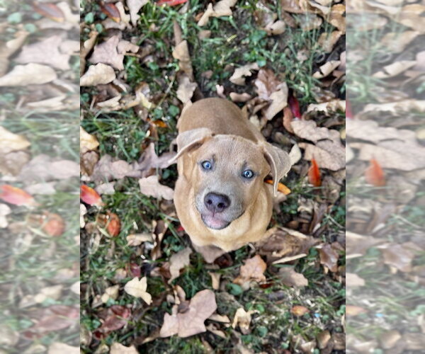 Medium Photo #3 Black Mouth Cur-Unknown Mix Puppy For Sale in Boston, MA, USA