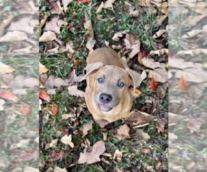 Tater Tot Potato - Female Black Mouth Cur-Unknown Mix Dog for Adoption - Photo #3