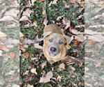 Small Photo #3 Black Mouth Cur-Unknown Mix Puppy For Sale in Boston, MA, USA