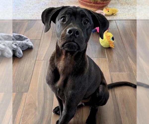 Medium Photo #2 Boxer-Unknown Mix Puppy For Sale in San Diego, CA, USA