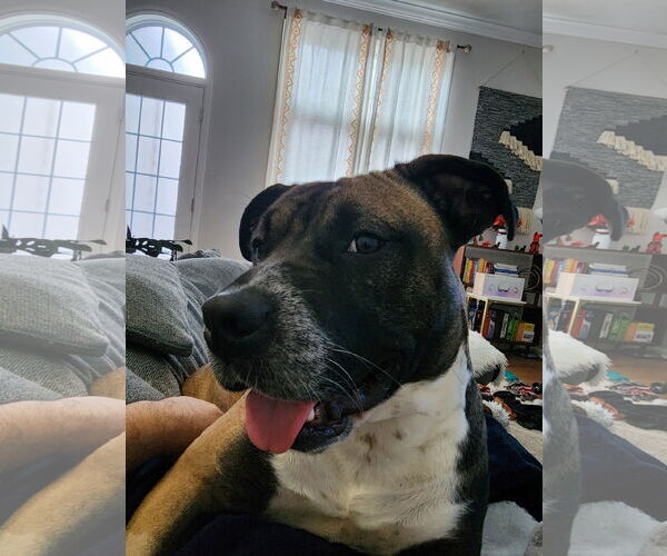 Medium Photo #21 Boxer-Unknown Mix Puppy For Sale in Holly Springs, NC, USA