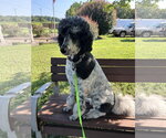 Small #1 Poodle (Standard)