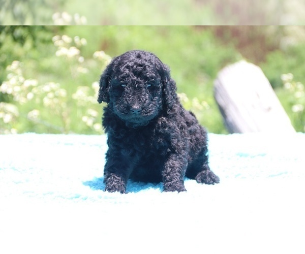 Medium Photo #15 Poodle (Standard) Puppy For Sale in UNION CITY, TN, USA
