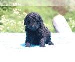 Small Photo #15 Poodle (Standard) Puppy For Sale in UNION CITY, TN, USA
