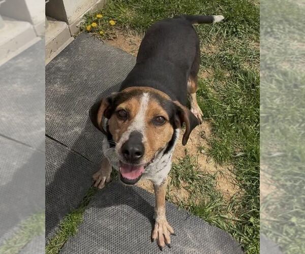 Medium Photo #3 Coonhound-Unknown Mix Puppy For Sale in Sistersville, WV, USA