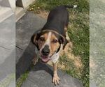 Small #2 Coonhound Mix