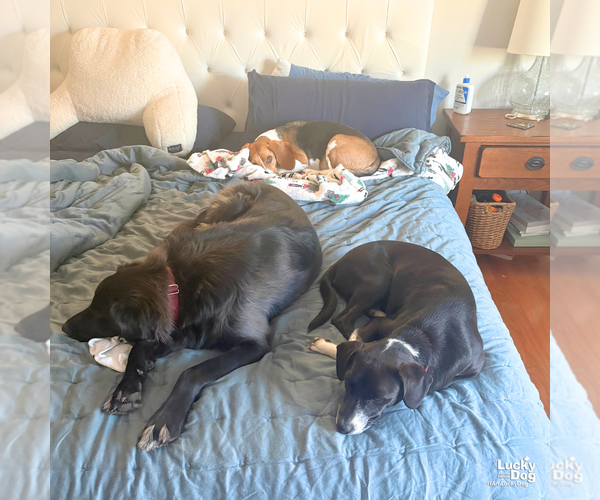 Medium Photo #2 Labrador Retriever-Retriever  Mix Puppy For Sale in Washington, DC, USA