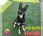 Small #1 German Shepherd Dog