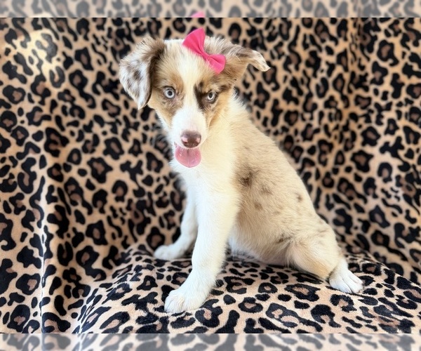 Medium Photo #6 Australian Shepherd Puppy For Sale in LAKELAND, FL, USA