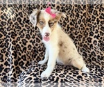 Small #5 Australian Shepherd
