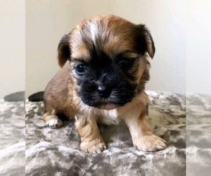 Mal-Shi Puppy for sale in LOWELL, MA, USA