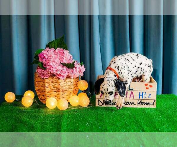 Medium Photo #6 Dalmatian Puppy For Sale in Iernut, Mures, Romainia