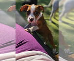 Small #1 Boxer Mix