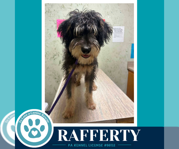Medium Photo #3 Mutt Puppy For Sale in Kimberton, PA, USA