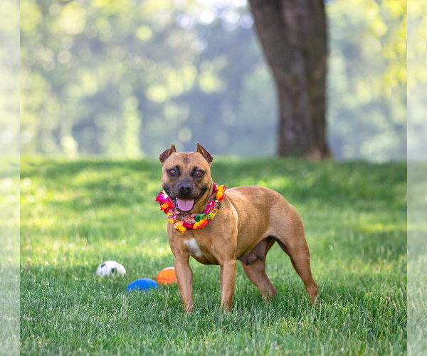 Medium Photo #2 Mutt Puppy For Sale in Unionville, PA, USA
