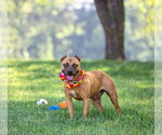 Small #1 Mutt