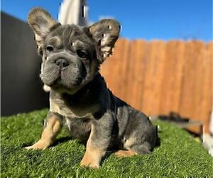 French Bulldog Puppy for Sale in OAKLAND, California USA