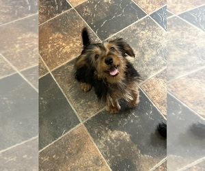 YorkiePoo Puppy for sale in VIRGINIA BEACH, VA, USA