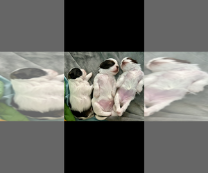 Shih Tzu Litter for sale in HENDERSONVILLE, TN, USA