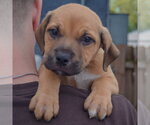 Small Photo #6 American Staffordshire Terrier-German Shepherd Dog Mix Puppy For Sale in Huntley, IL, USA