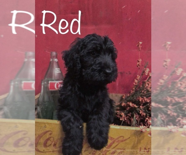 Medium Photo #3 Labradoodle Puppy For Sale in LUDLOW, MO, USA