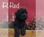 Small Photo #3 Labradoodle Puppy For Sale in LUDLOW, MO, USA