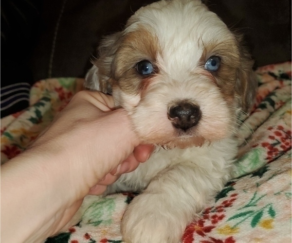 Medium Photo #2 Bernedoodle (Miniature) Puppy For Sale in LEETONIA, OH, USA