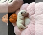 Litter of 7 - Male(s) and Female(s) Bull TerrierLitter of Puppies for Sale - Photo #4