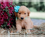 Small #4 Golden Retriever