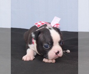 Boston Terrier Puppy for sale in BROOKSVILLE, FL, USA