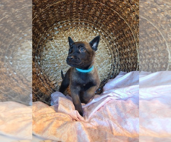 Medium Photo #1 Belgian Malinois Puppy For Sale in FLAT ROCK, IL, USA