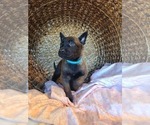 Small Photo #1 Belgian Malinois Puppy For Sale in FLAT ROCK, IL, USA