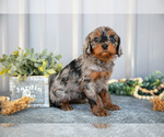 Small #1 Cavapoo