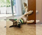 Small #2 German Shepherd Dog Mix