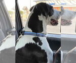 Small #2 Great Dane