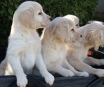 Small Photo #11 Golden Retriever Puppy For Sale in CITRUS HEIGHTS, CA, USA