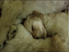 Small Photo #10 Goldendoodle Puppy For Sale in WICHITA, KS, USA