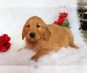 Golden Retriever Puppy for sale in SHILOH, OH, USA