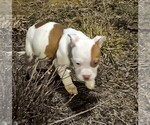 Puppy Dot American Bully-American Pit Bull Terrier Mix