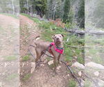 Small #2 American Pit Bull Terrier-Labrador Retriever Mix