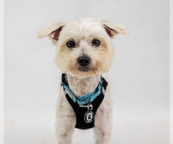 Medium Photo #9 Maltese-Unknown Mix Puppy For Sale in Princeton, MN, USA