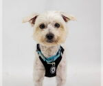 Small #8 Maltese Mix