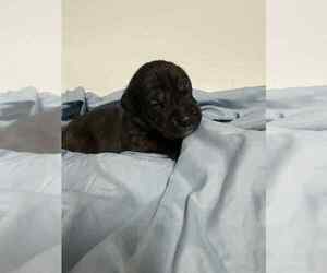 Cane Corso Puppy for sale in CAMBY, IN, USA