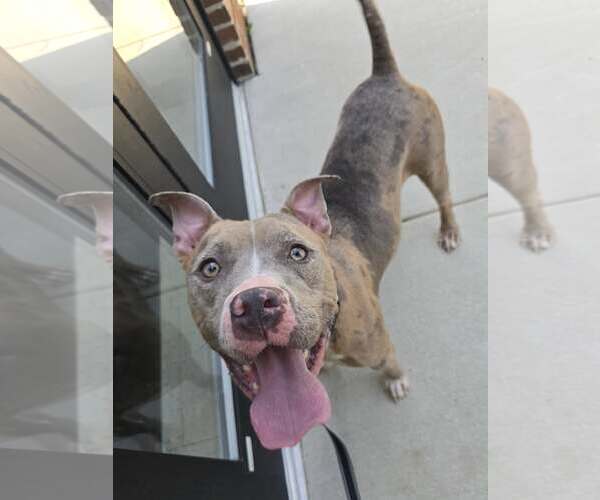 Medium Photo #1 American Pit Bull Terrier-Unknown Mix Puppy For Sale in Millersville, MD, USA