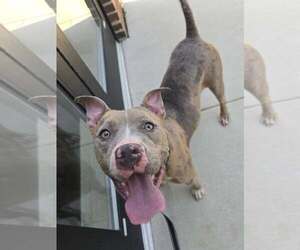 American Pit Bull Terrier-Unknown Mix Dogs for adoption in Millersville, MD, USA
