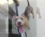 Small American Pit Bull Terrier Mix